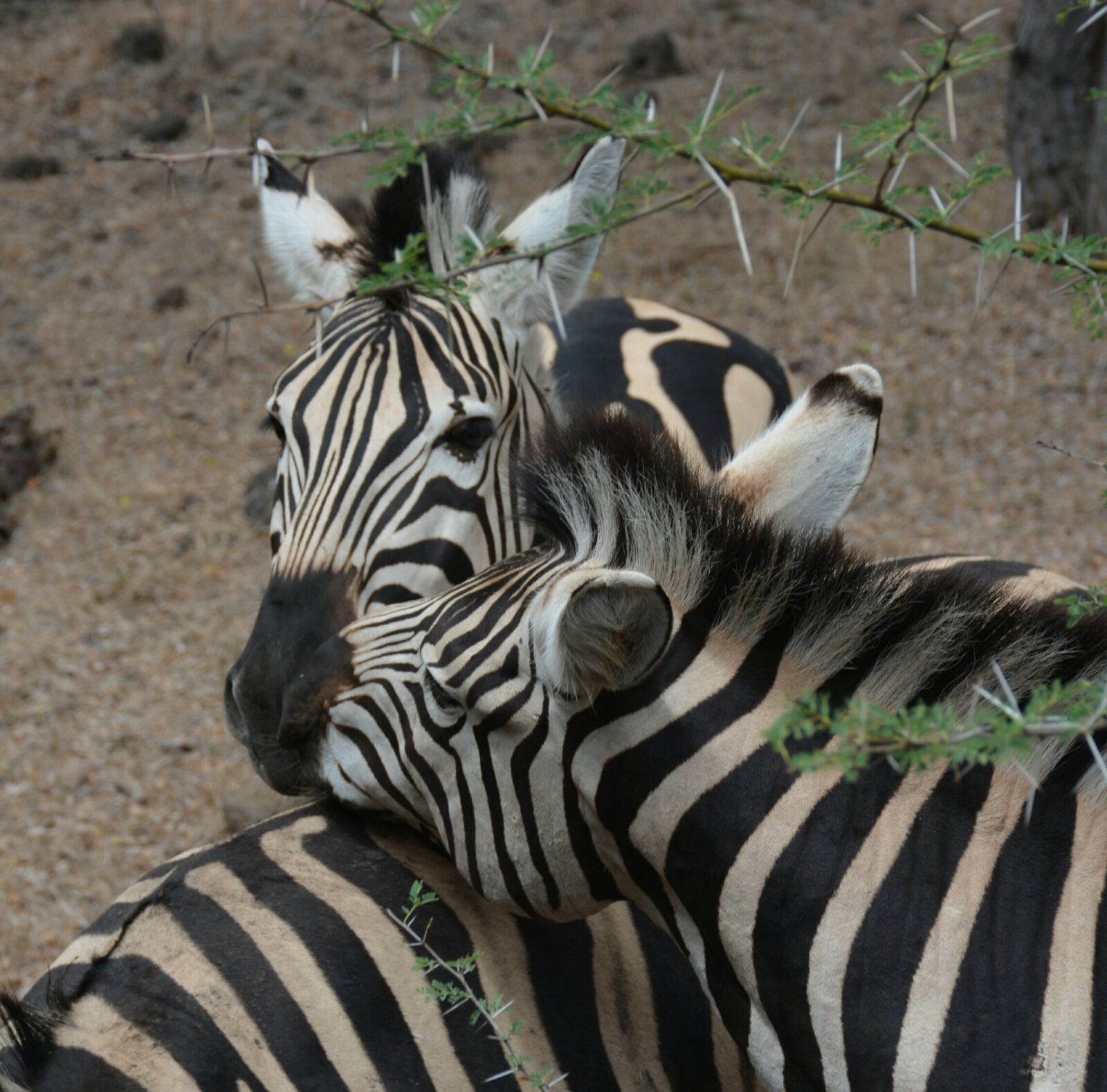 Nikon D7100 sample photo. Zebra, casella, park photography
