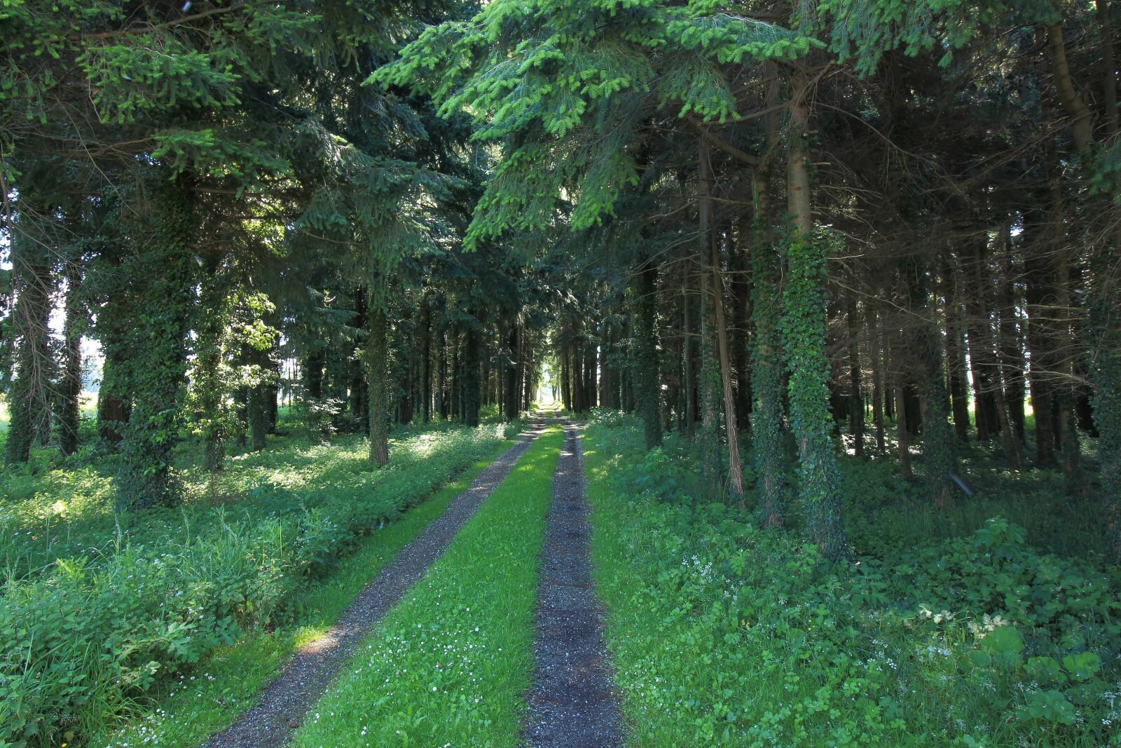 Canon EOS 700D (EOS Rebel T5i / EOS Kiss X7i) sample photo. Forest, forest path, trees photography