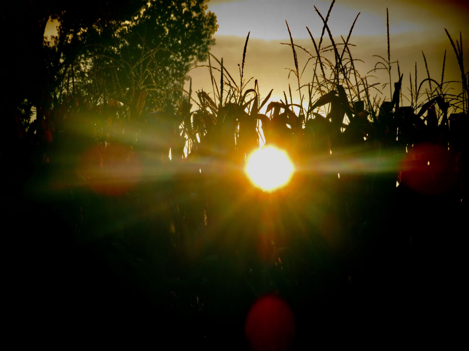 Canon PowerShot SX730 HS sample photo. Sunrise, sun, corn stalk photography