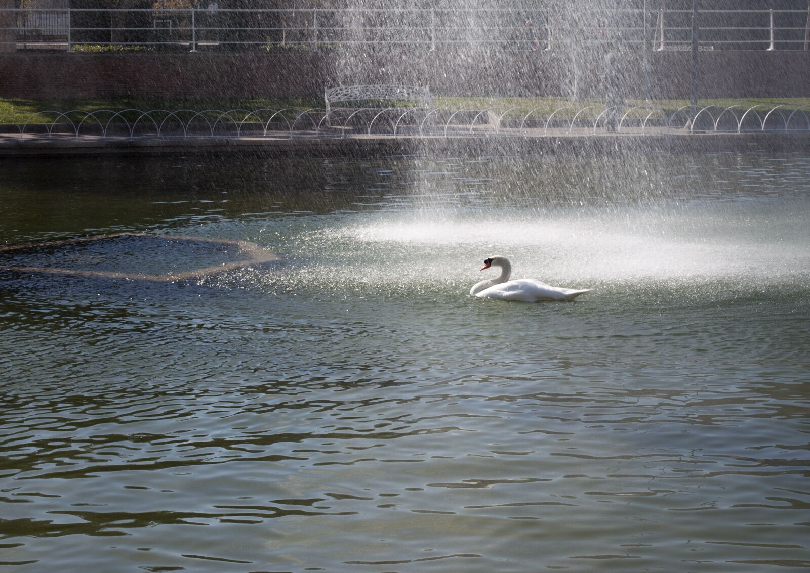 Olympus E-510 (EVOLT E-510) sample photo. Swan, lake, animals photography