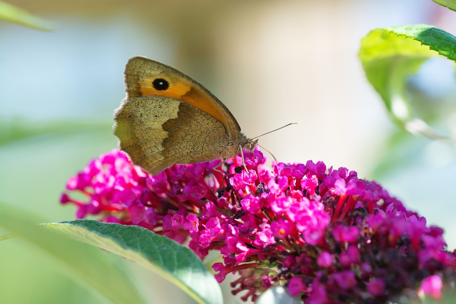 Nikon D7100 sample photo. Butterfly, lycaon, edelfalter photography