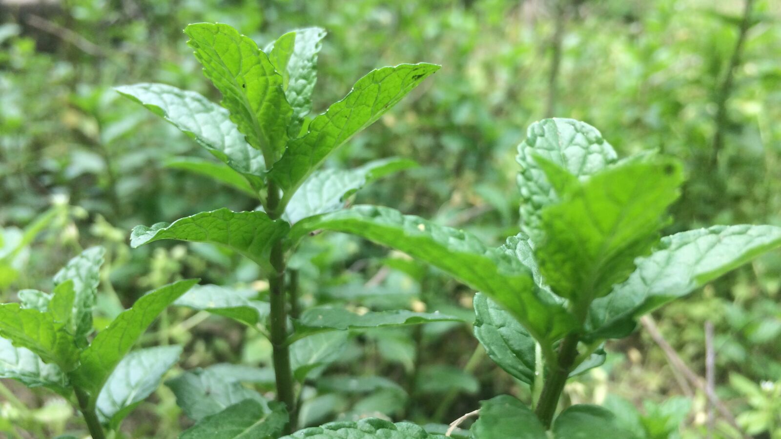 iPhone 5s back camera 4.15mm f/2.2 sample photo. Mint, ba tv, herbs photography