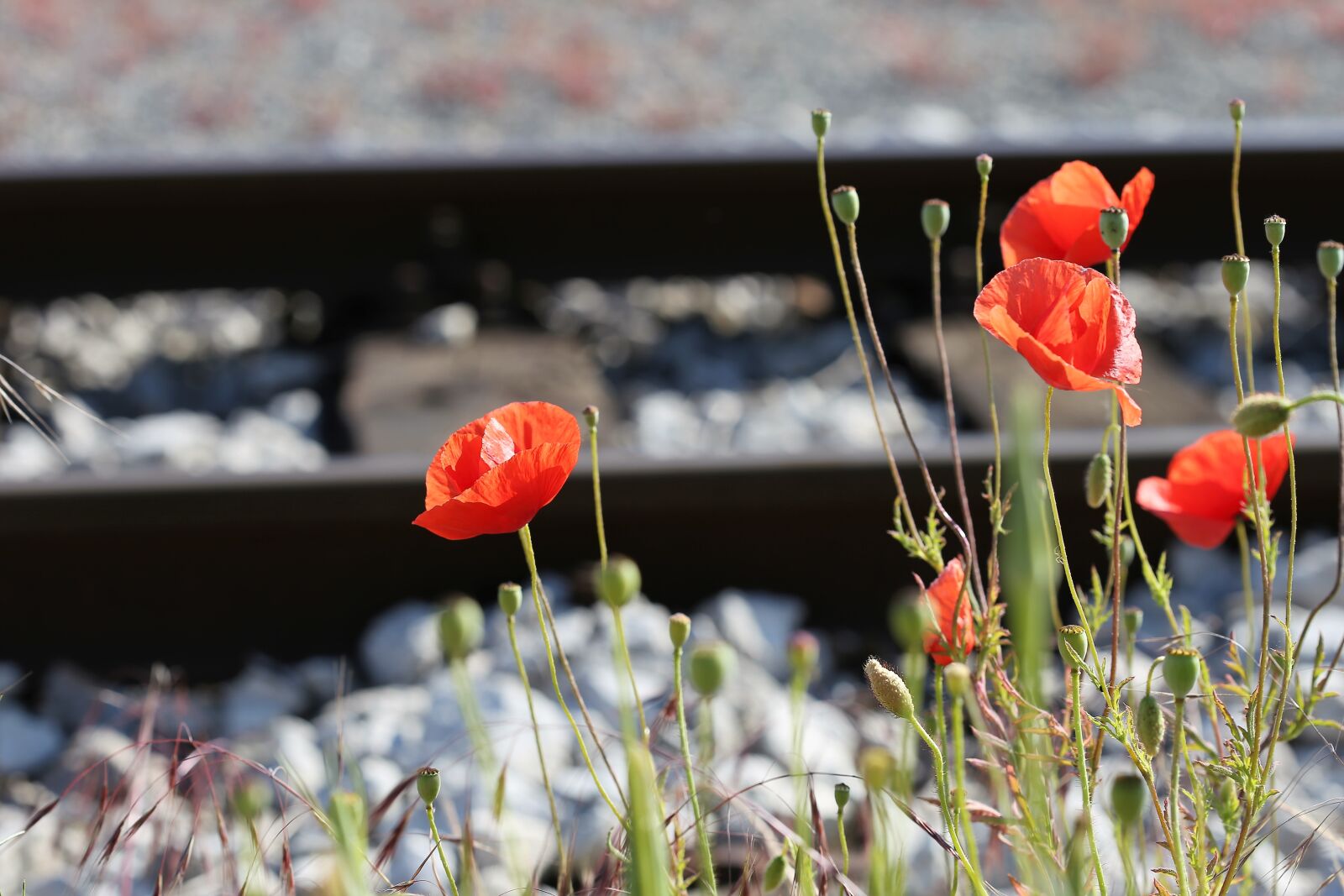 Canon EOS 6D + Canon EF 100mm F2.8 Macro USM sample photo. Red poppy near railway photography