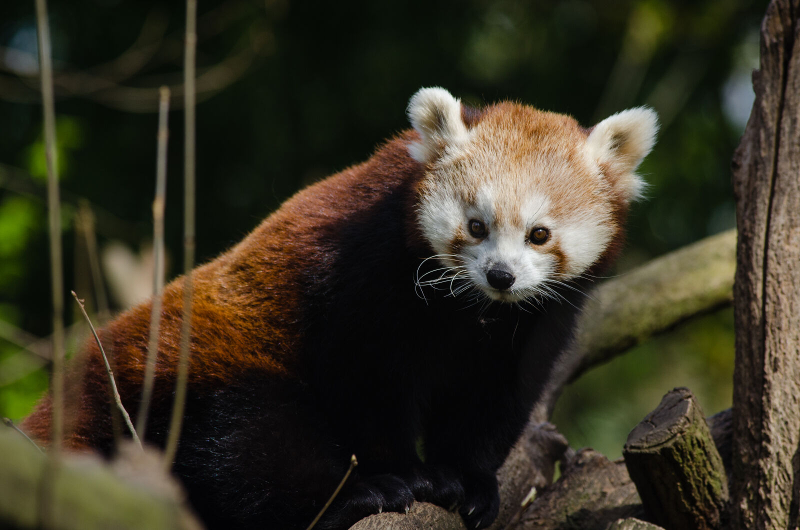 Nikon D7000 + Sigma APO Tele Macro 300mm F4 sample photo