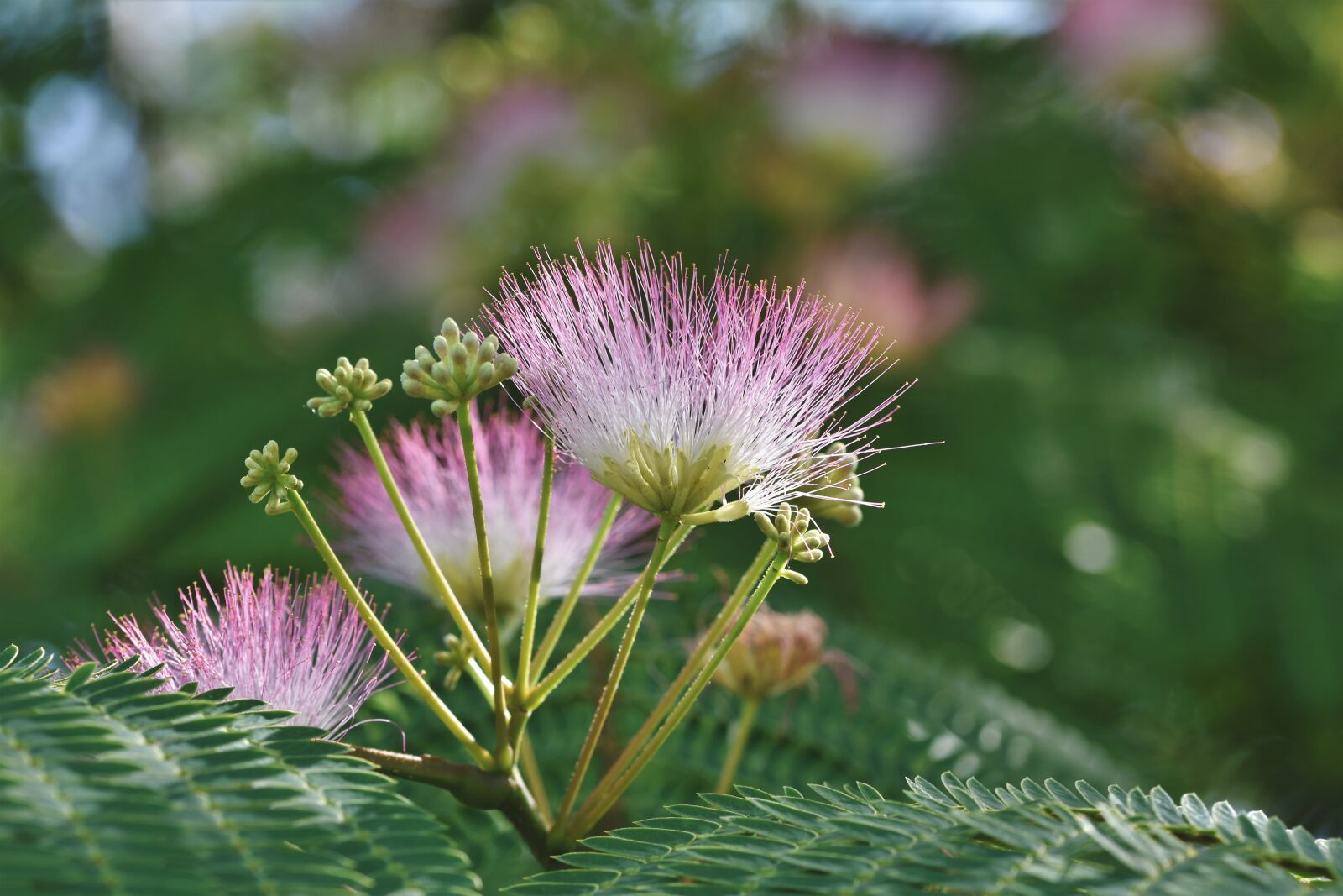 Nikon D7200 sample photo. Silk tree, silk acacia photography