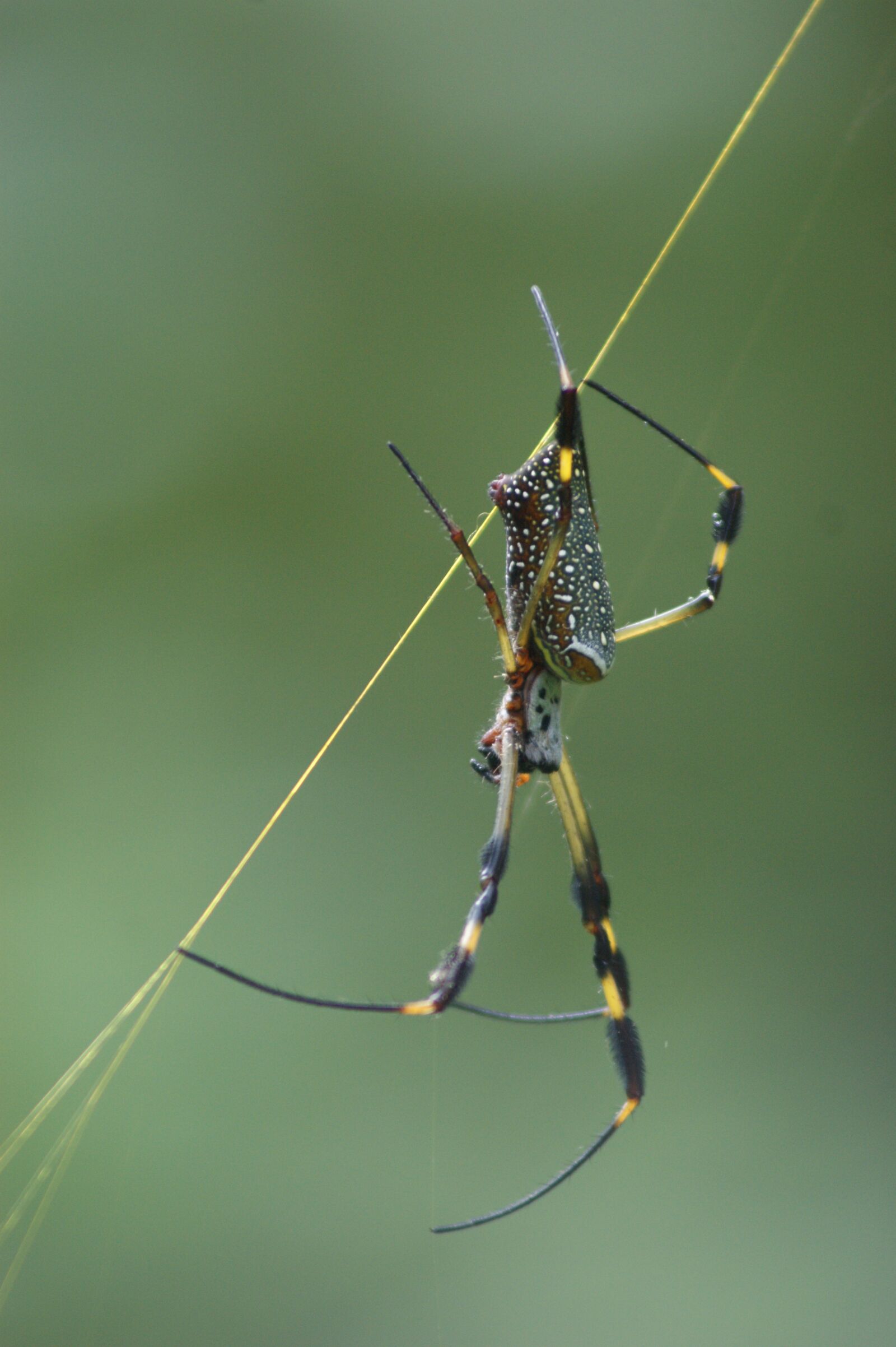 Sony Alpha DSLR-A350 sample photo. Spider, green, insects photography