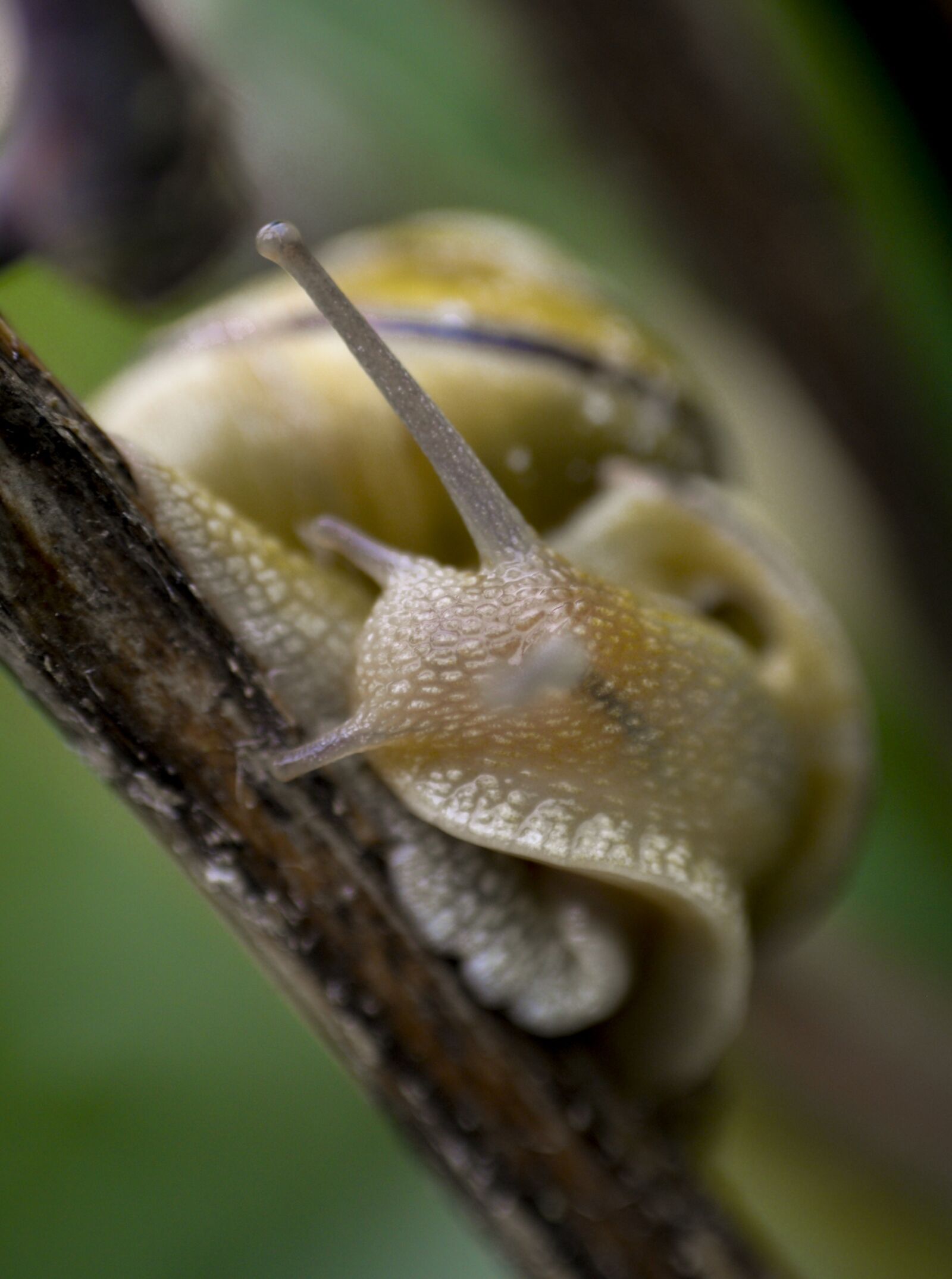 Nikon D610 sample photo. Molluscs, snail, expensive photography