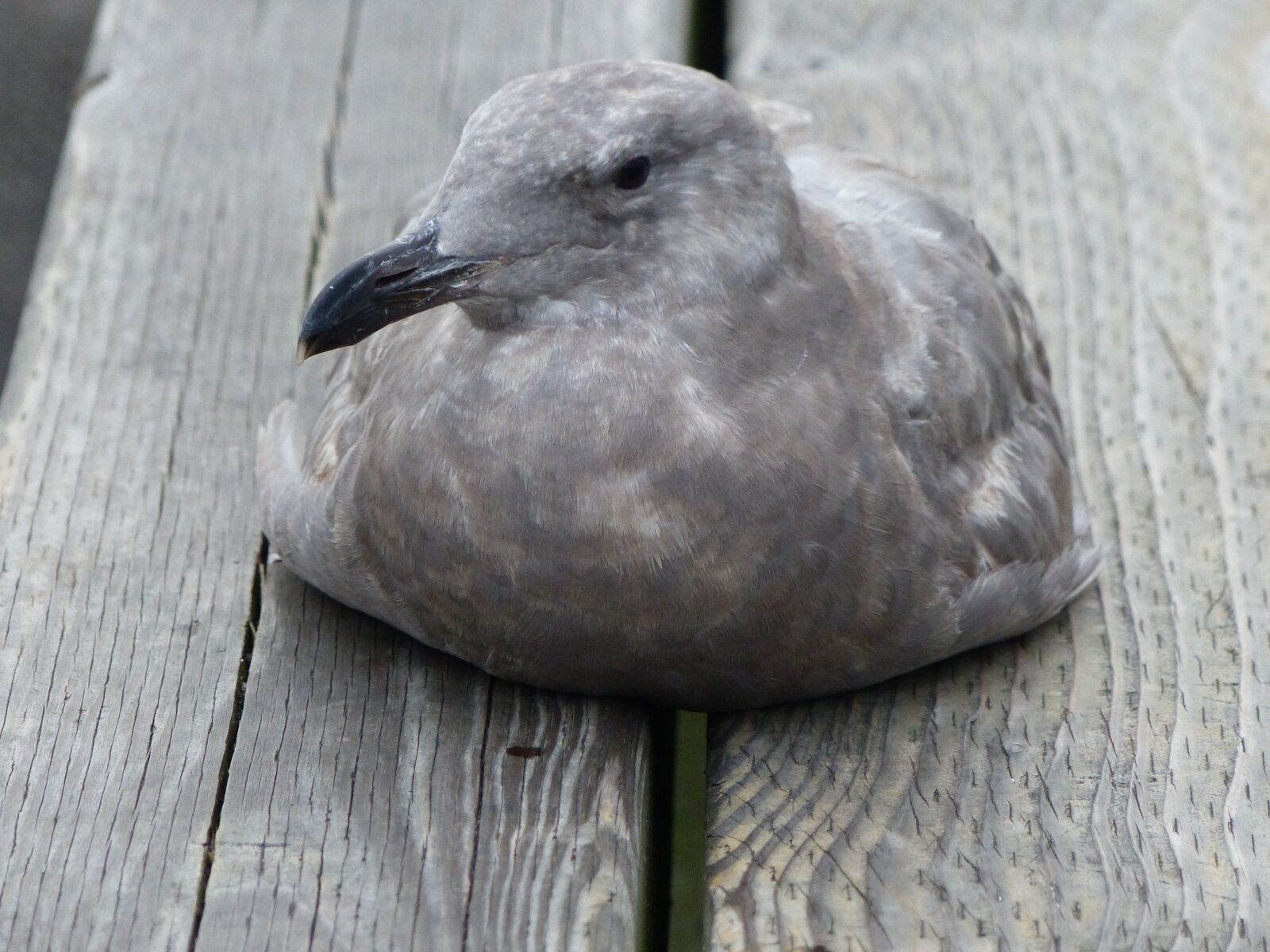 Panasonic Lumix DMC-FZ200 sample photo. Seagull, bird, wildlife photography