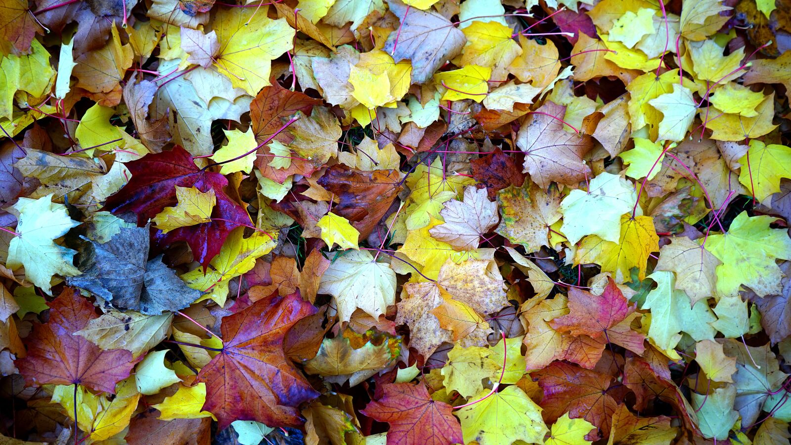 Sony a7 + Sony FE 28-70mm F3.5-5.6 OSS sample photo. Leaves, red, autumn photography