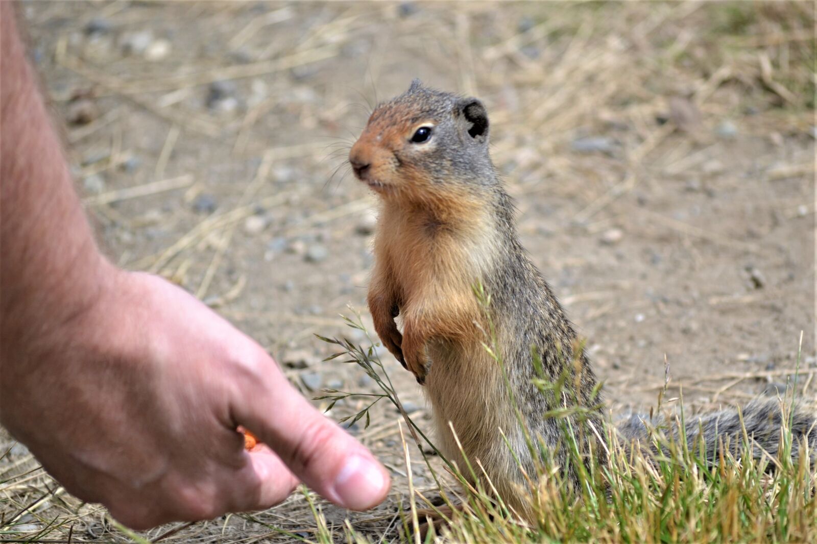 Nikon D3100 sample photo. Marmot, outside, wild photography