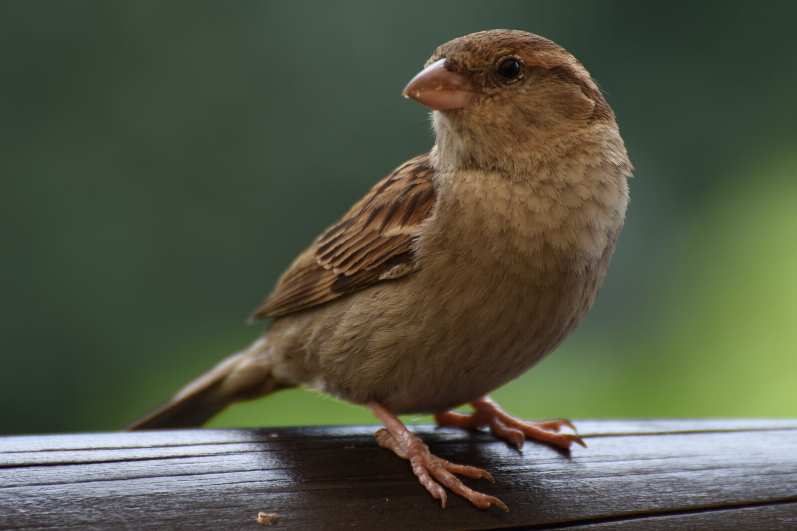 Nikon D7200 sample photo. Sparrow, bird, plumage photography