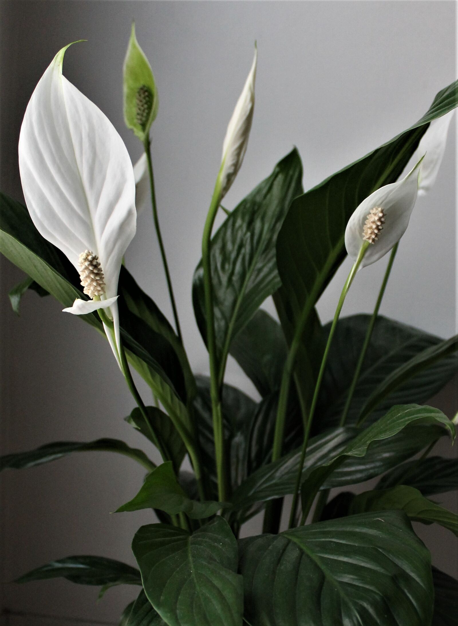 Canon EOS 1100D (EOS Rebel T3 / EOS Kiss X50) sample photo. Flower, white flower, exotic photography