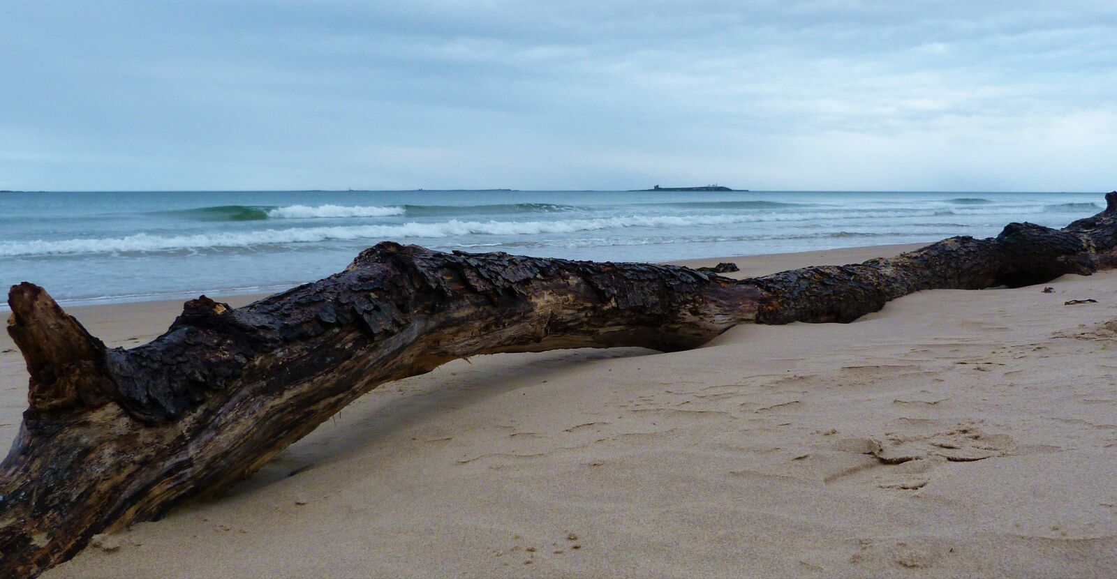 Panasonic Lumix DMC-FZ40 (Lumix DMC-FZ45) sample photo. Beach, driftwood, sand photography