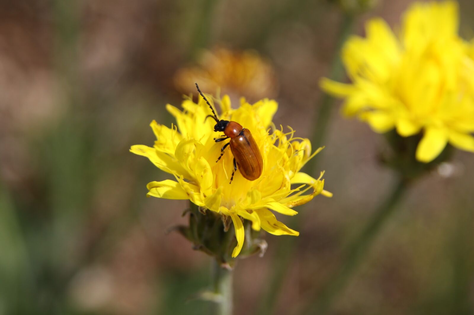 Canon EOS 50D sample photo. Insect, flower, spring photography