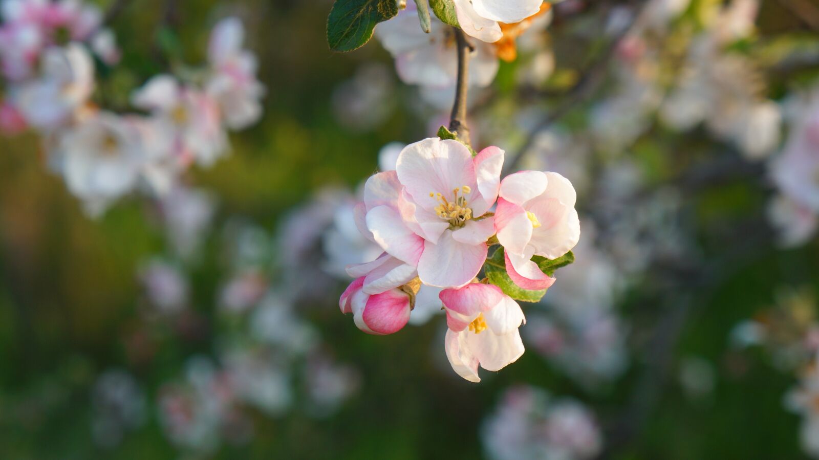 Sony Alpha a3000 sample photo. Nature, plants, flowers photography