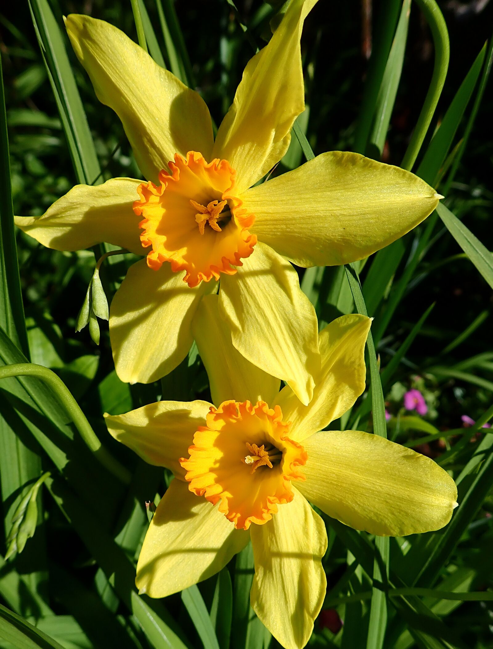 Olympus TG-5 sample photo. Flowers, yellow, daffodils photography