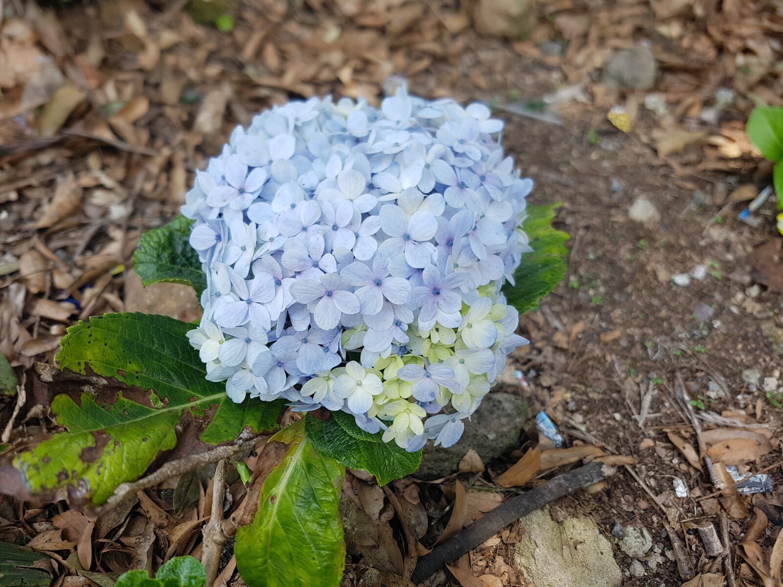 Samsung Galaxy S7 Edge sample photo. Flower, purple, garden photography
