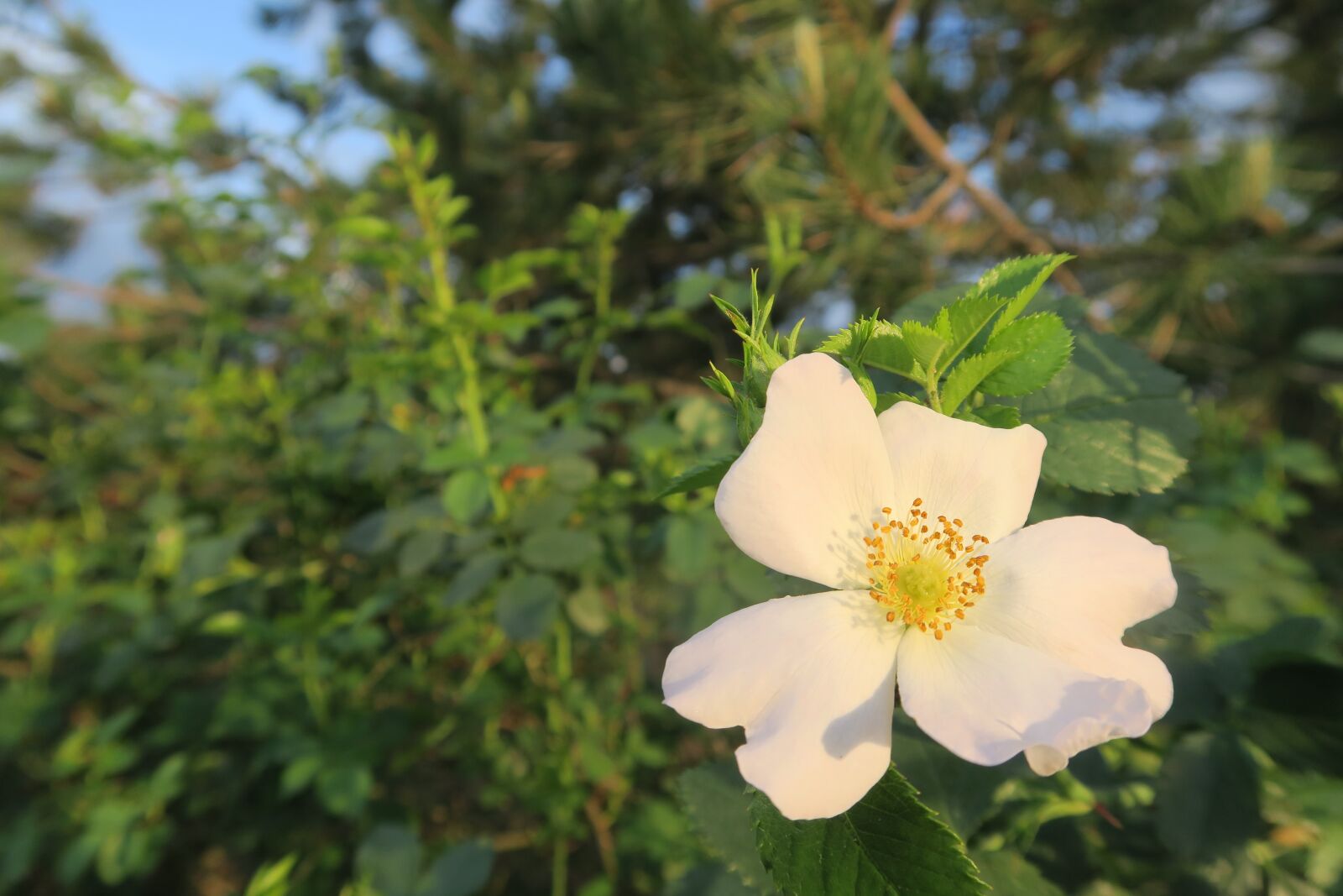 Canon PowerShot G7 X sample photo. Spring, rosehip, flower photography