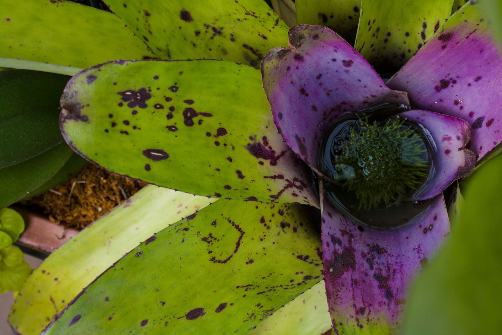 Canon EOS 1000D (EOS Digital Rebel XS / EOS Kiss F) sample photo. Plant, exotic, jungle photography