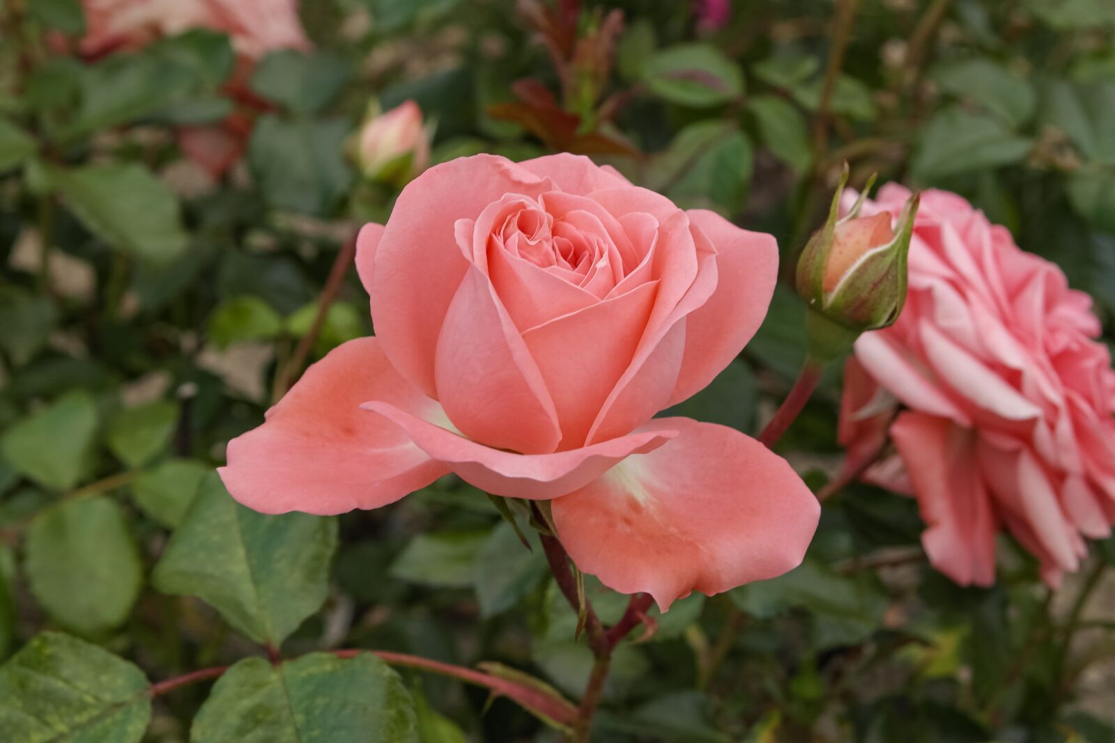 Samsung NX1100 sample photo. Rose, garden, nature photography