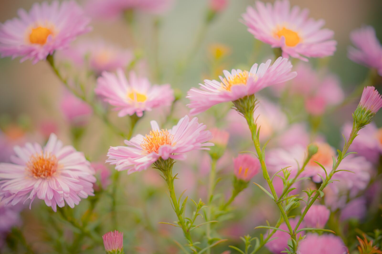 Sony SLT-A58 + 105mm F2.8 sample photo. Flowers, nature, garden photography