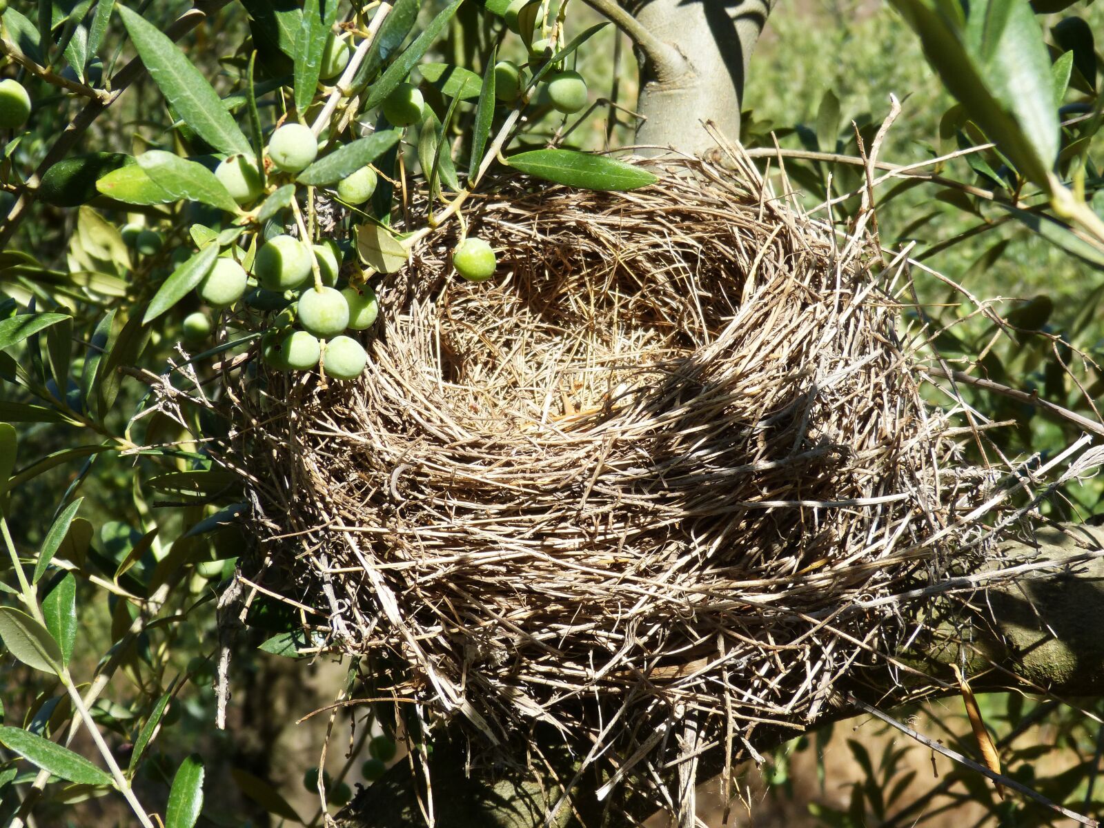 Panasonic DMC-FZ62 sample photo. Nest, olive, birds photography