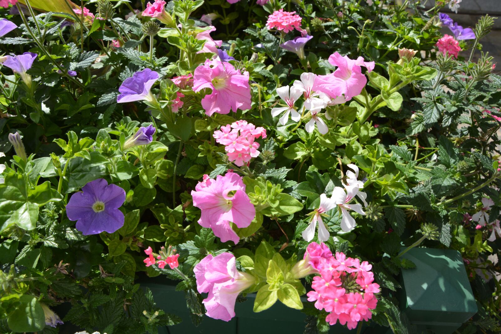 Nikon D5200 sample photo. Flowers, plants, jardiniere photography