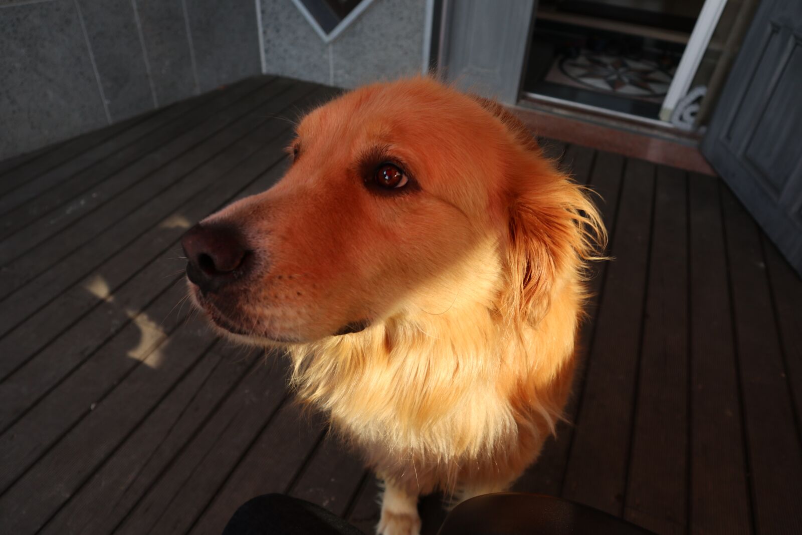 Canon EOS M100 + Canon EF-M 15-45mm F3.5-6.3 IS STM sample photo. Dog, golden retriever, doggy photography