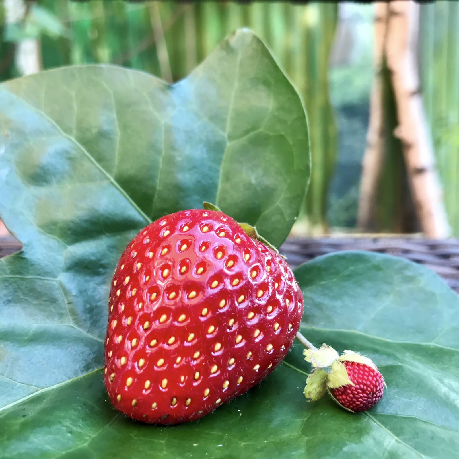 iPhone 7 back camera 3.99mm f/1.8 sample photo. Strawberry, fruit, ripe photography