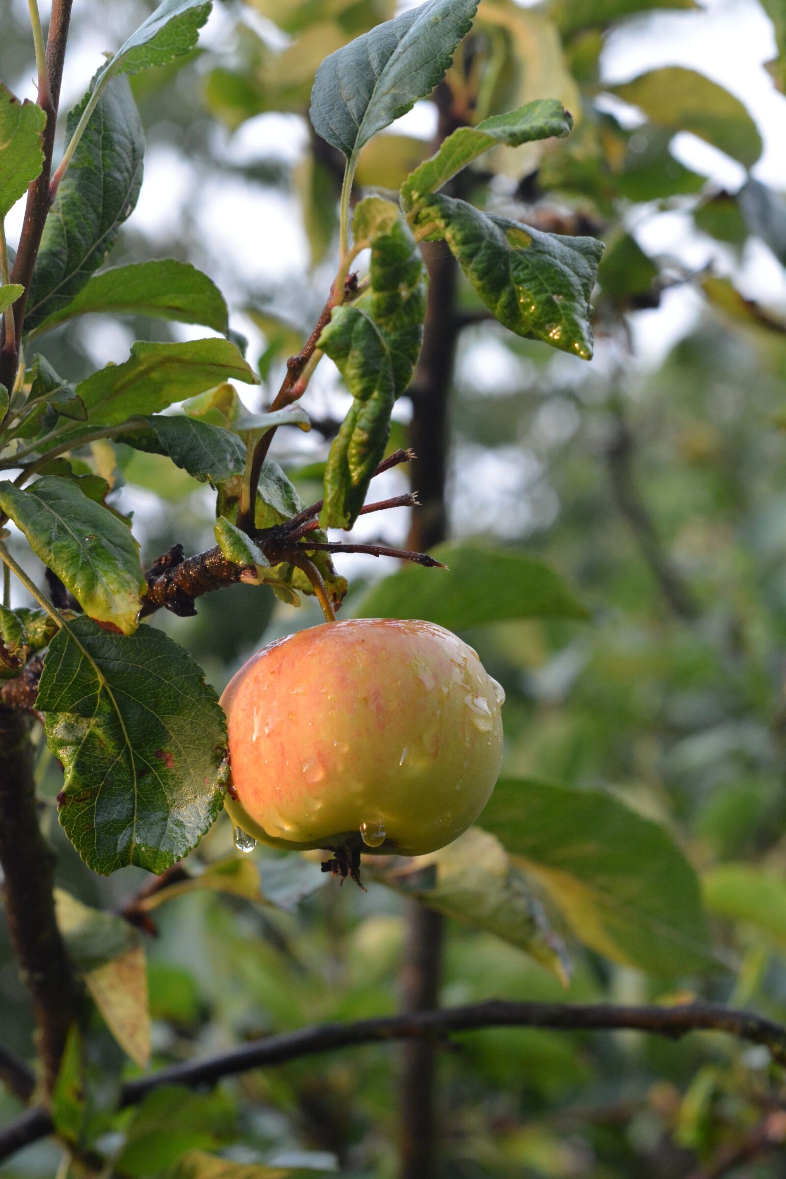 Nikon D5200 sample photo. Apple, fruit, tree photography