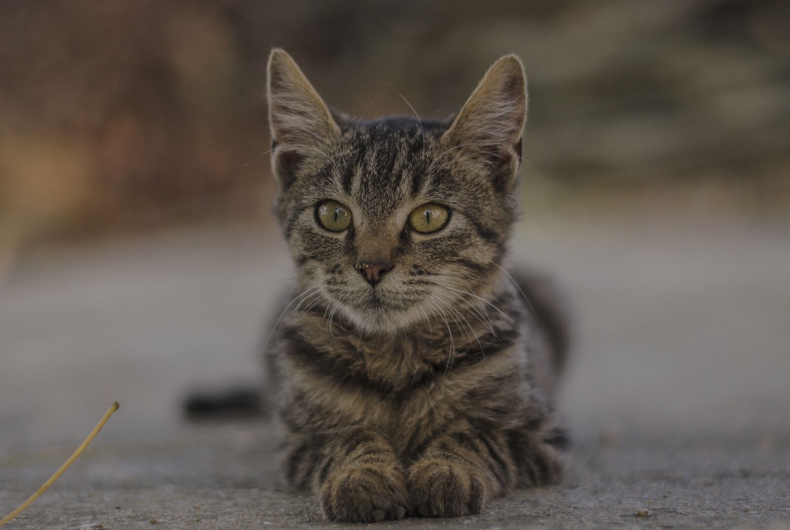 Nikon D5100 sample photo. Kitten, gray, nature photography