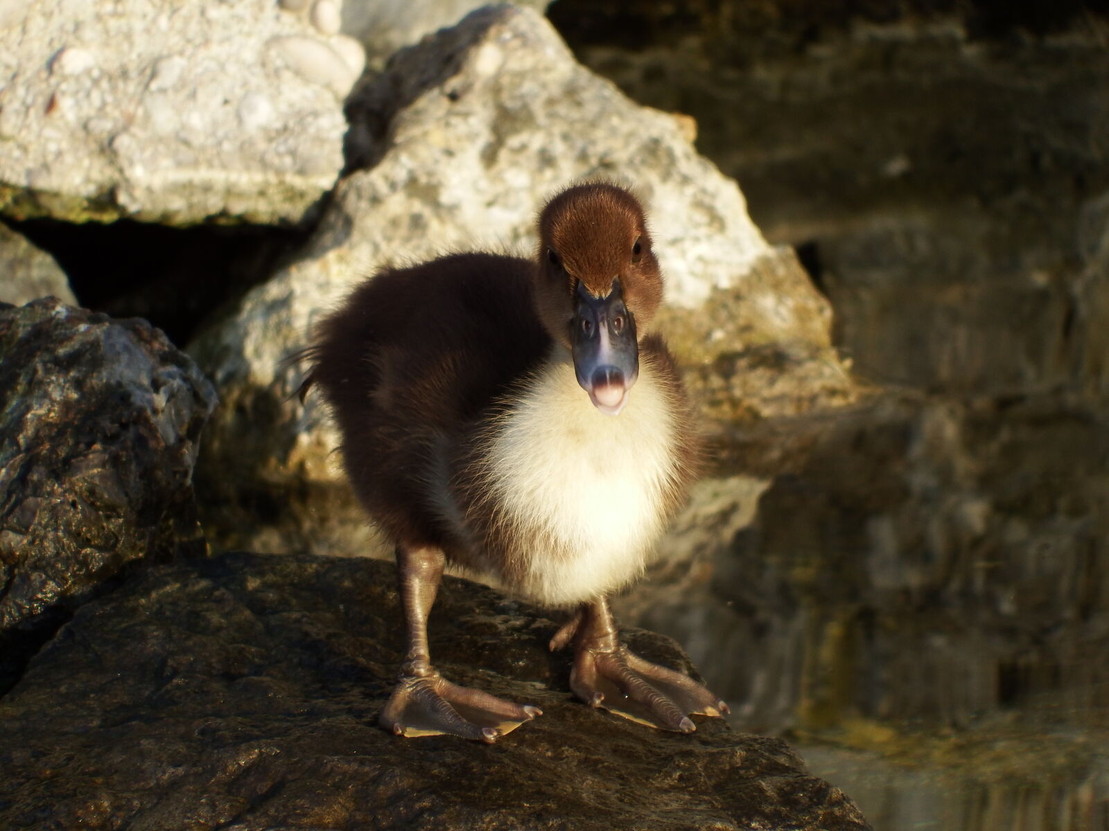 Fujifilm FinePix S1 sample photo. Duck, small, duck, stone photography