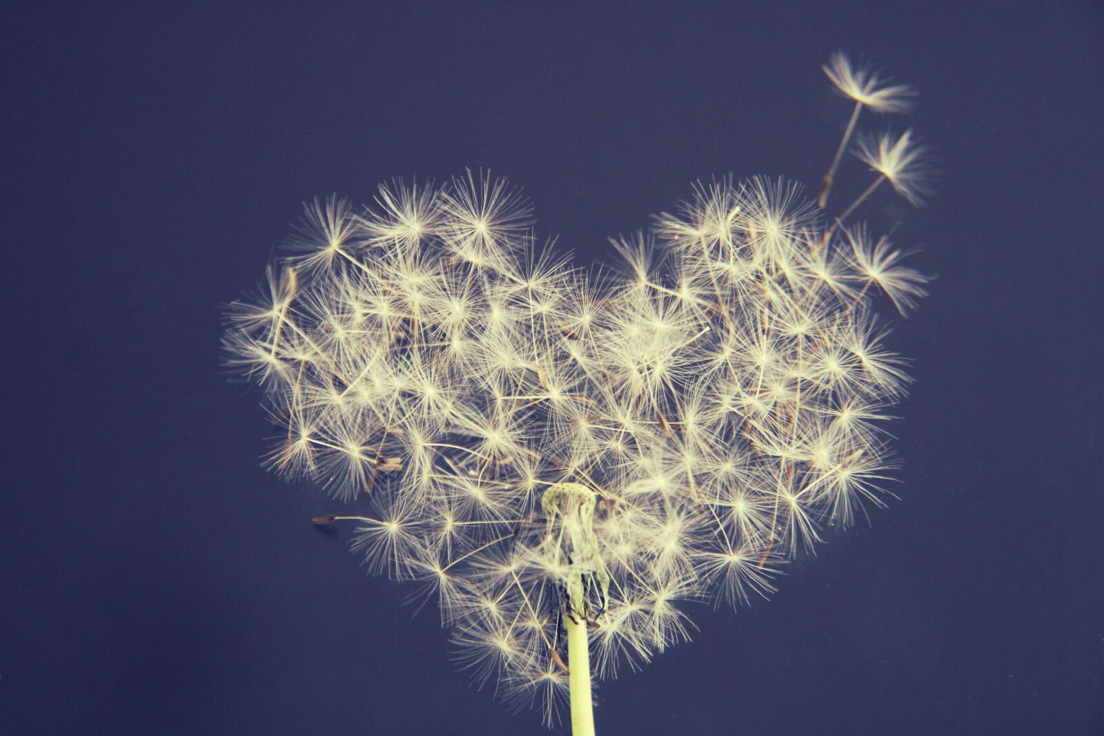 Canon EOS 2000D (EOS Rebel T7 / EOS Kiss X90 / EOS 1500D) sample photo. Dandelion, heart, wish you photography