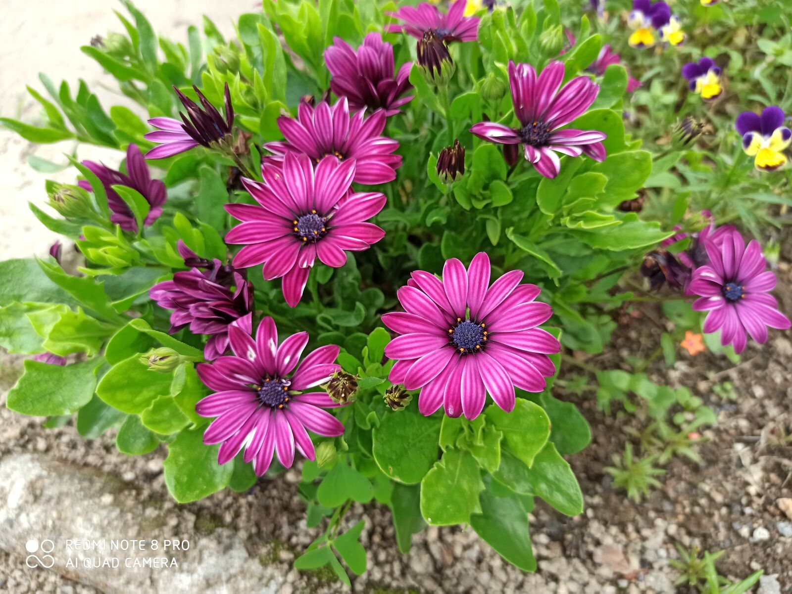 Xiaomi Redmi Note 8 Pro sample photo. Flower, nature photography