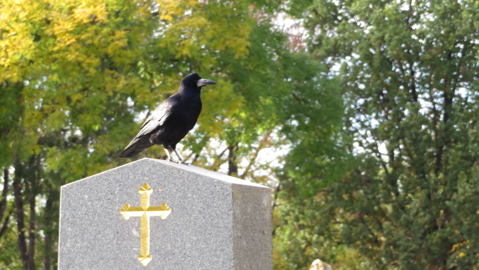 Canon PowerShot SX720 HS sample photo. Grave, cross, crow photography