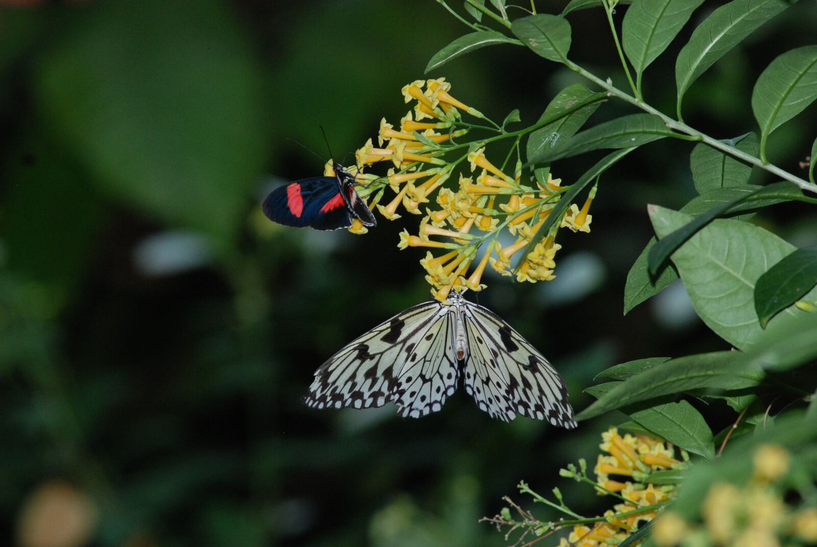 Nikon D80 sample photo. Butterflies, feeding, beautiful photography