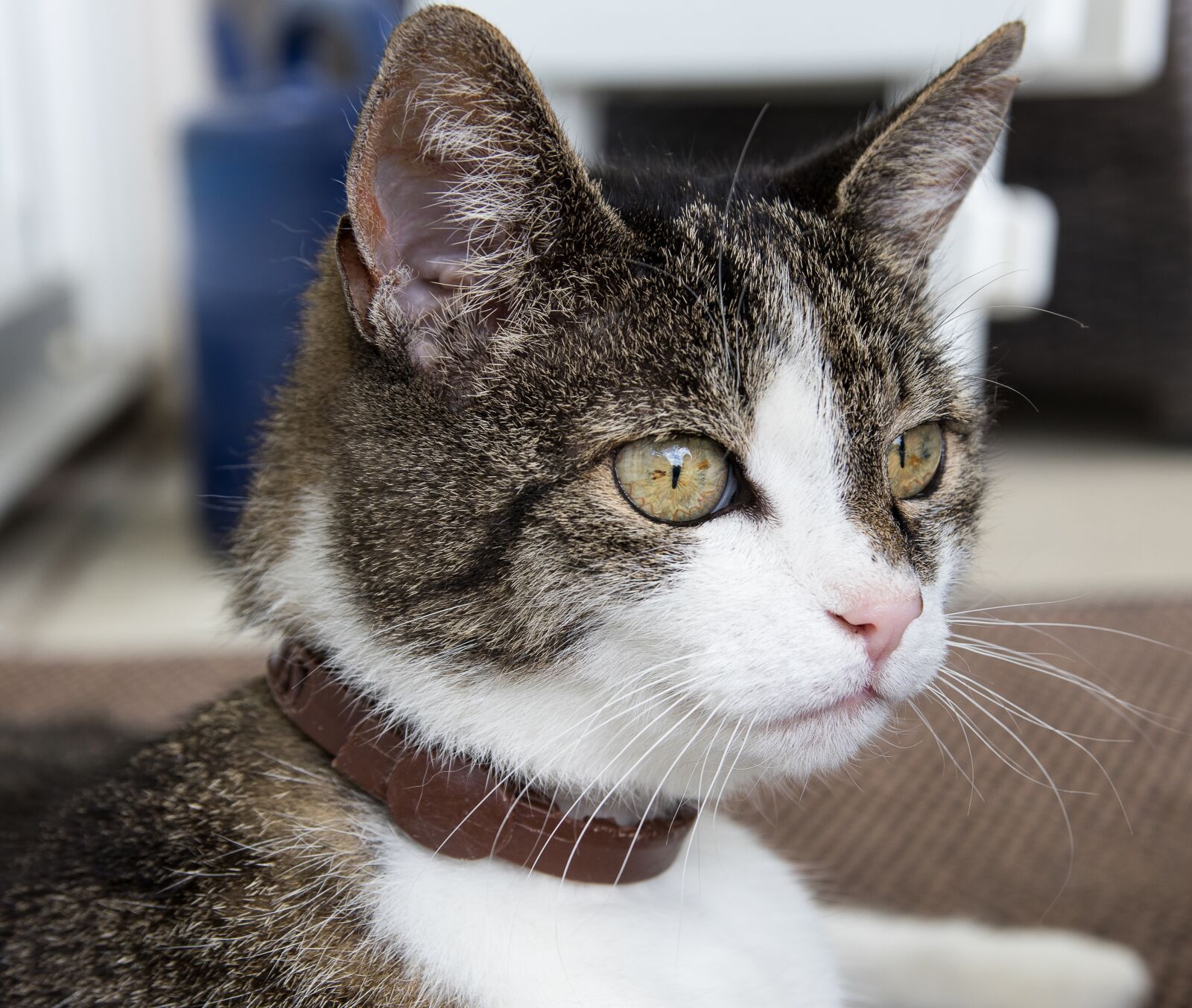 Canon EOS 80D sample photo. Cat, animal, mammal photography