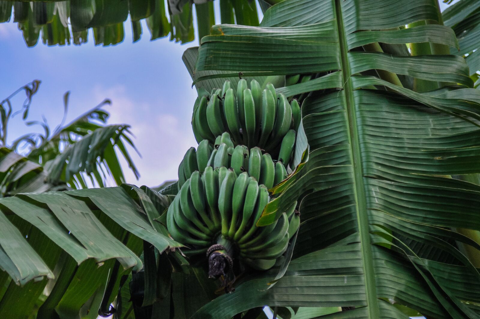 Nikon D90 sample photo. Bananas, banana shrub, africa photography
