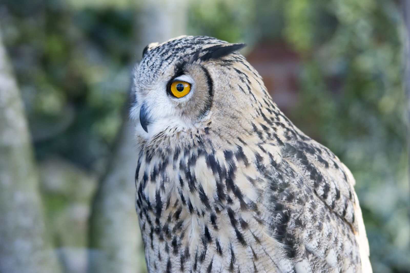 Nikon D5200 sample photo. Owl, close up, wildlife photography