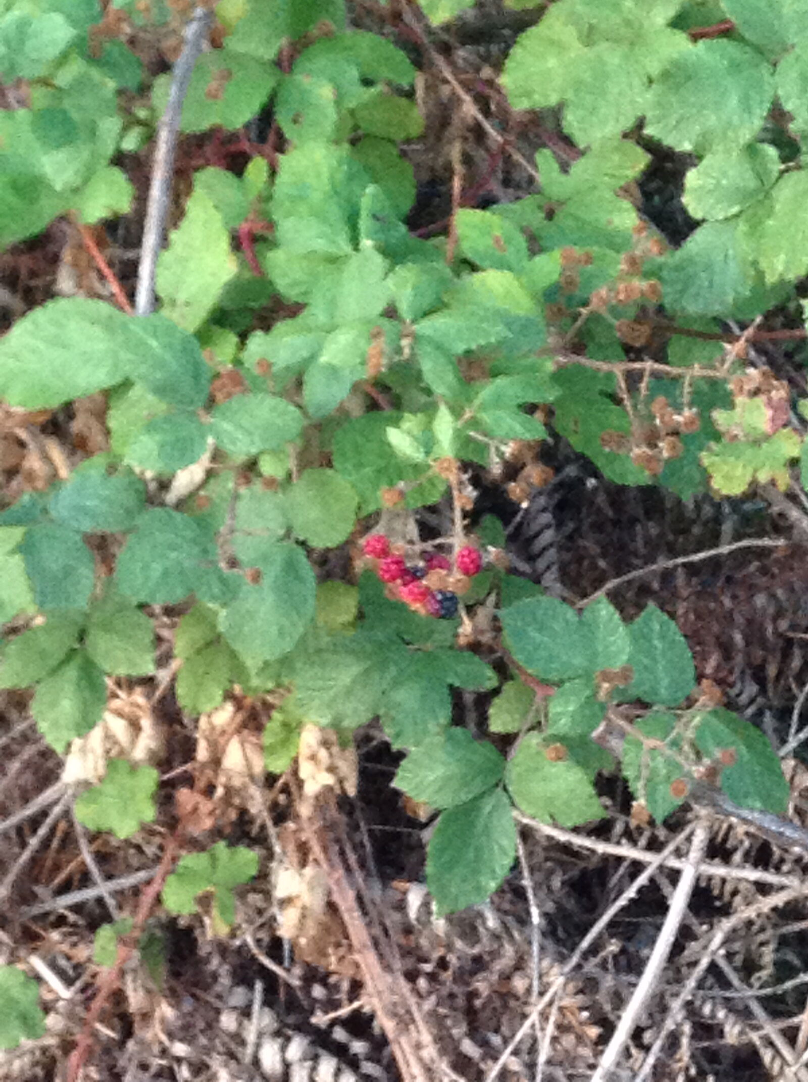 Apple iPod touch sample photo. Wild, berries photography