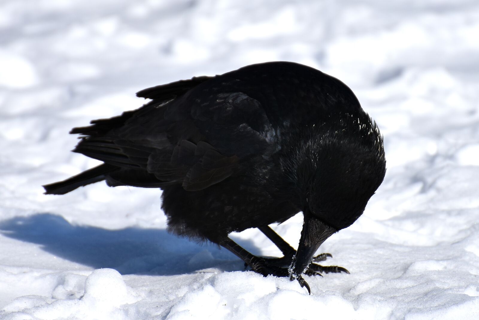 Nikon D7200 sample photo. Crow, animal, common raven photography