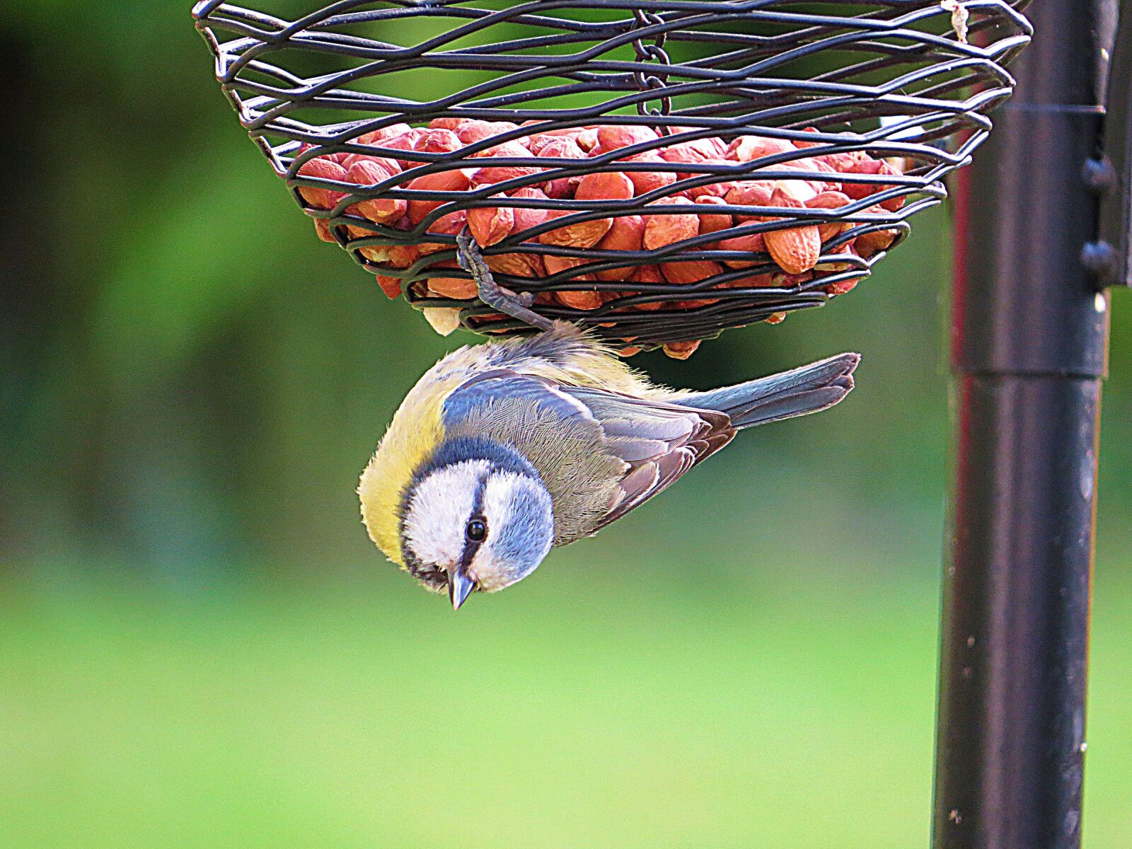 Canon PowerShot SX50 HS sample photo. Bird, feeder, peanuts photography
