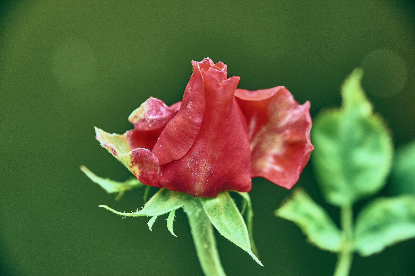 Nikon D7200 sample photo. Garden, rosa, flower photography