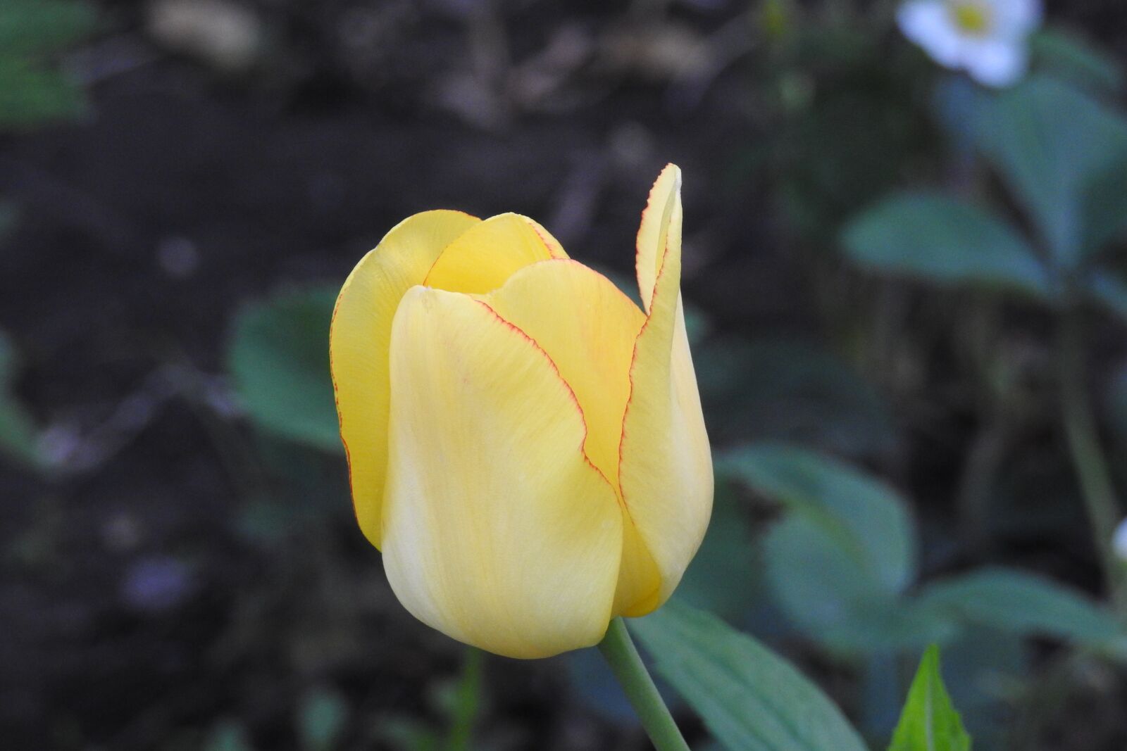 Nikon Coolpix P900 sample photo. Tulip, yellow, flower garden photography