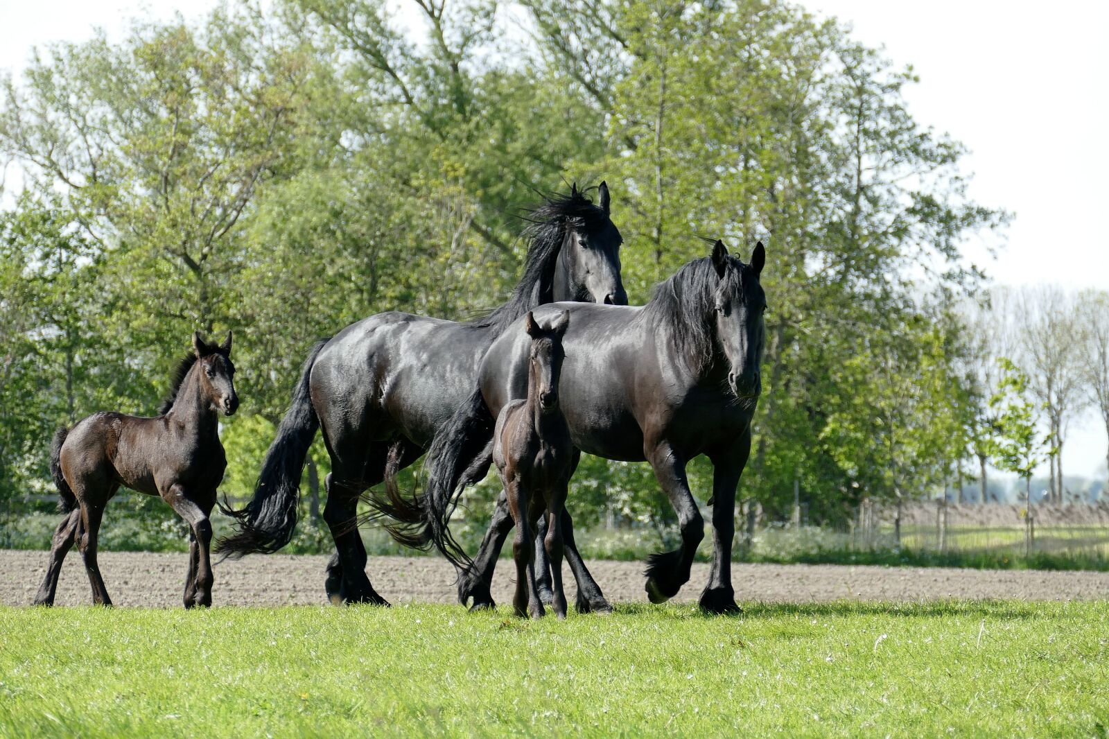 Panasonic Lumix DMC-FZ1000 sample photo. Horse, horses, foal photography