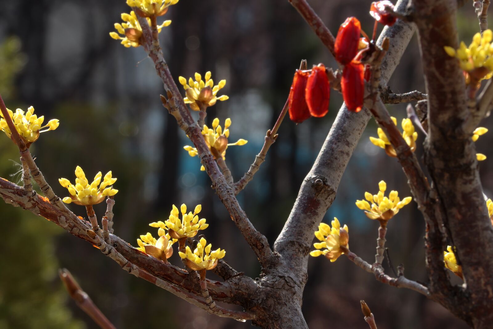 Canon EOS 800D (EOS Rebel T7i / EOS Kiss X9i) sample photo. Spring, spring flowers, nature photography