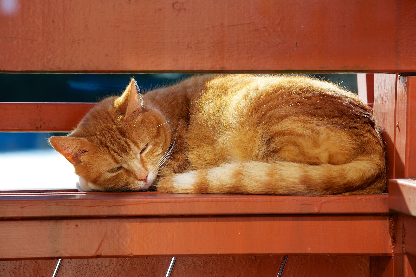 Canon EOS 5D Mark III sample photo. Cat photography
