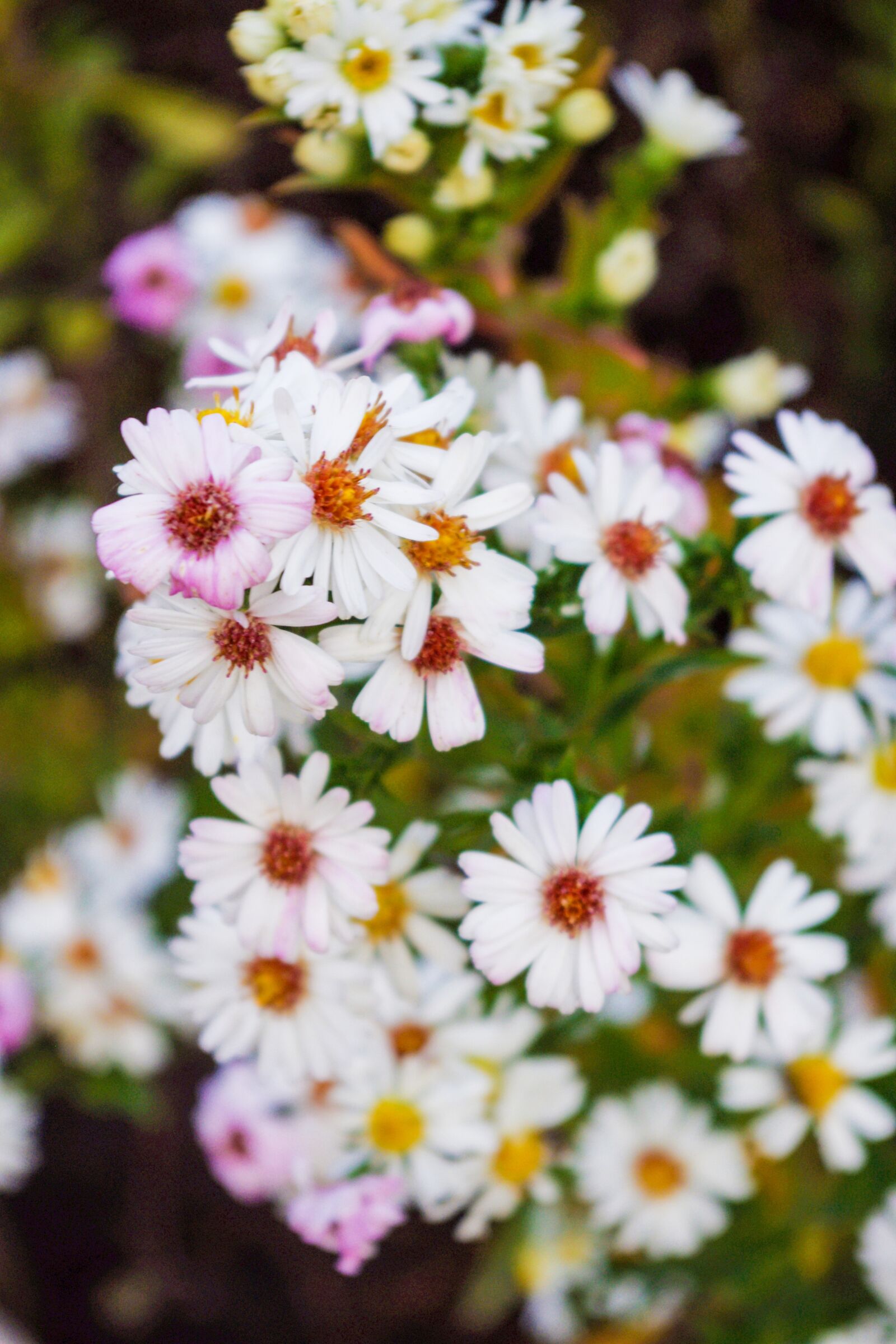 Pentax K-x sample photo. Daisy, white, closeup photography