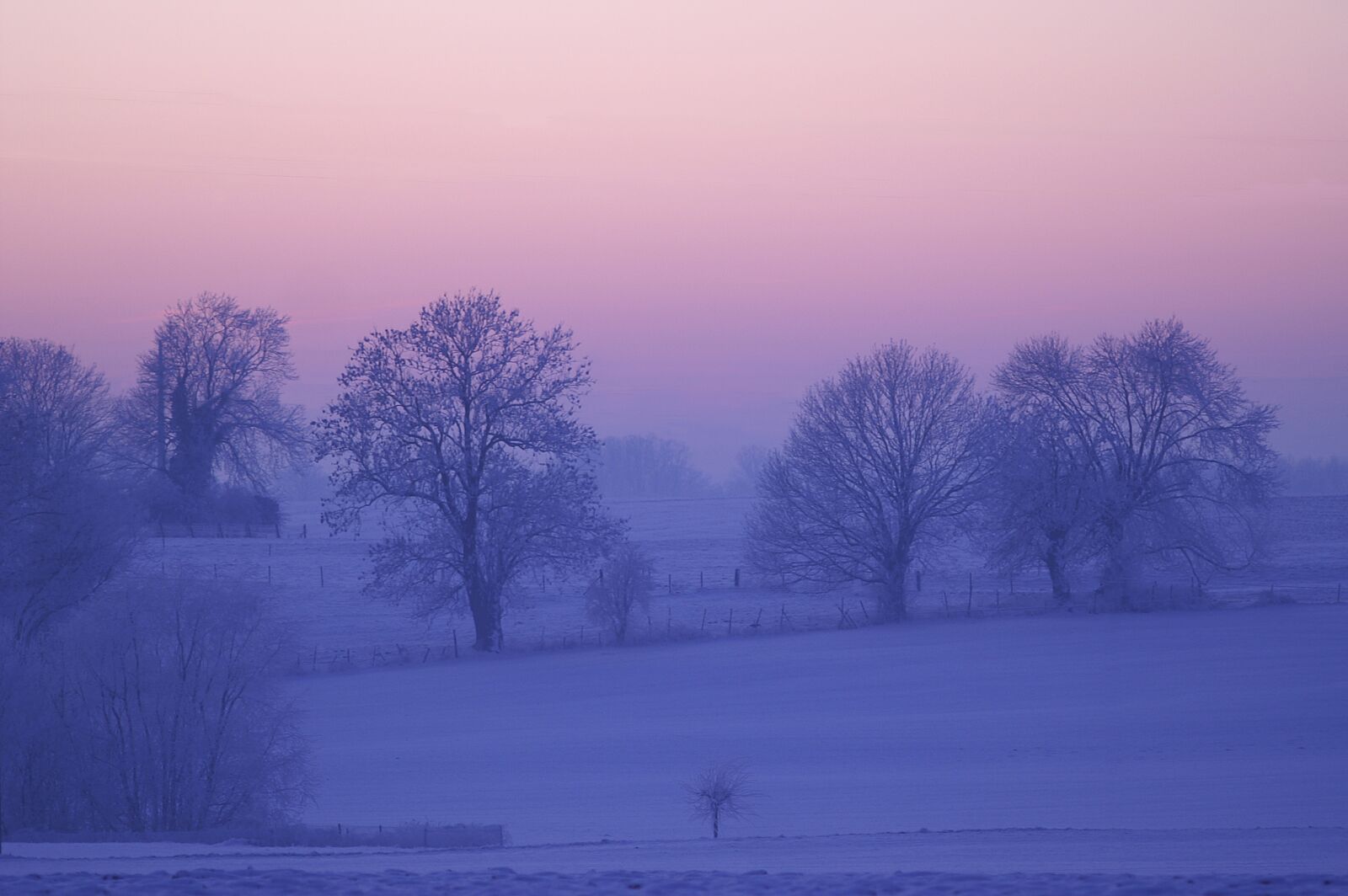 KONICA MINOLTA DYNAX 7D sample photo. Winter, dawn, tree photography