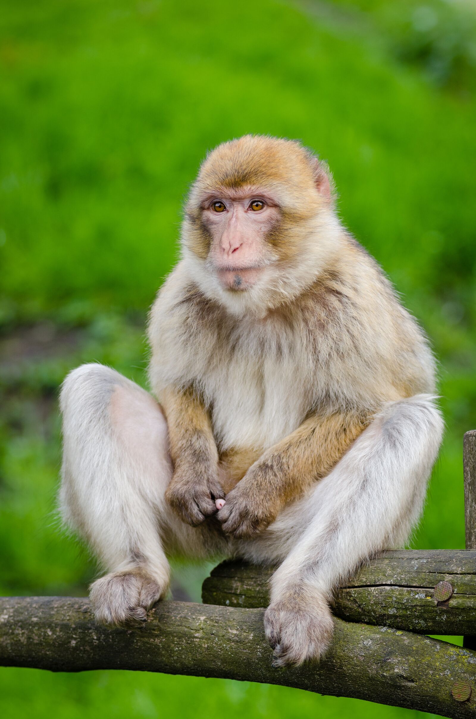 Nikon D7000 sample photo. Animal, cute, monkey photography
